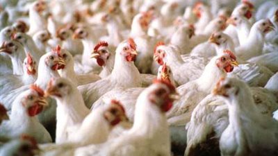 26 جنيها سعر كيلوجرام الدواجن البيضاء بسوق المريوطية