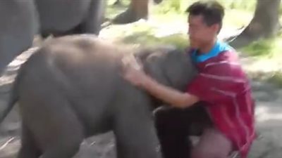 بالفيديو.. رد فعل فيل على طلب احتضانه