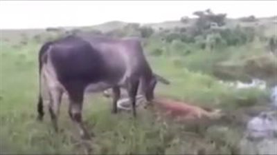 شاهد.. كيف انتقمت بقرة من «أناكوندا» ضخمة قتلت صغيرها