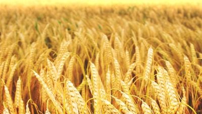 بدء حجز تقاوي القمح بواحة الداخلة في الوادي الجديد