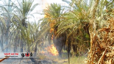 بالفيديو والصور: احتراق خمسة أفدنة نخيل بالوادى الجديد للمرة الرابعة