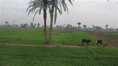 مزارعو أسيوط يهددون بامتناعهم عن زراعة المحاصيل الشتوية