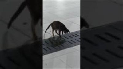 بالفيديو.. لحظة فتك قطة لفريستها داخل الحرم النبوي