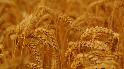 «الزراعة»: استلام ٤ ملايين و٨٠٠ ألف طن من القمح حتى الآن