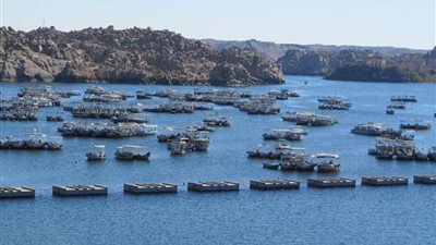 «جريمة اغتيال بحيرات مصر».. دراسة تكشف: 11 بحيرة مهددة بزوال الأسماك.. مخالفات الصيد تهدد «البردويل».. المصارف كارثة «المنزلة».. و«قارون» أبرز المتضررين