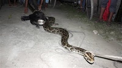 بالفيديو.. ثعبان طوله 6 أمتار يفشل في بلع ماعز بعد قتلها