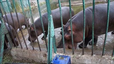 مثلجات ومياه باردة لحماية حيوانات حديقة الجيزة من «الحر»