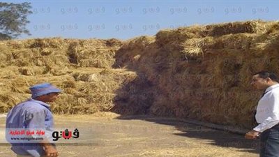 بالصور.. قوشتي: قش الأرز يغنينا عن المعونة الأمريكية