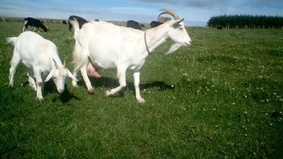 عرض روسي لتصنيع ألبان الأطفال من حليب الماعز