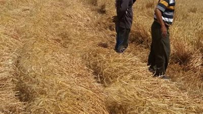 بالصور.. زراعة القمح في الأحواض السمكية بدون ري وسماد