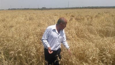 شروط زراعة القمح في الأحواض السمكية