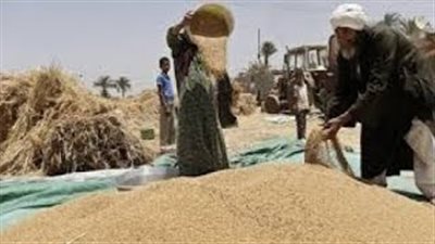 بالفيديو.. «تقصي الحقائق»: الكثير من المسئولين متورطون في «فساد القمح»