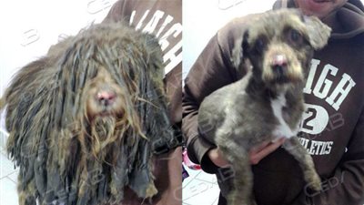 بالصور.. شعر كلب وزنه 2 كجم يمنعه من الحركة