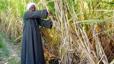 توزيع مستحقات مزارعي القصب في قنا