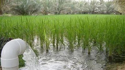 أكثر 5 محاصيل استهلاكًا للمياه في الصيف.. الأرز والقمح في المقدمة.. الموز وقصب السكر والذرة ضمن القائمة.. الري تعلن خطة للمواجهة.. وخبراء: «المصاطب» وطرق الري طوقا النجاة