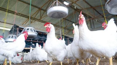 بالصوت.. أسعار الدواجن البيضاء في رمضان