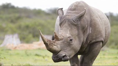 «مصر في القائمة الحمراء».. الاتحاد الدولى لصون الطبيعة للكائنات المهددة بالانقراض أدرجها ضمن الدول المهملة