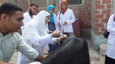 علاج 186 رأس ماشية في قوافل بيطرية بالمنيا