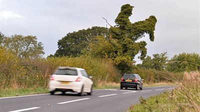 بالصور.. شجرة تشتت السائقين على أحد الطرق في بريطانيا