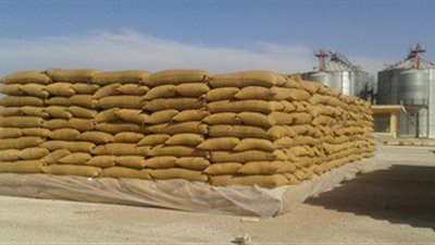 توريد 208 آلاف طن قمح لصوامع وشون الشرقية