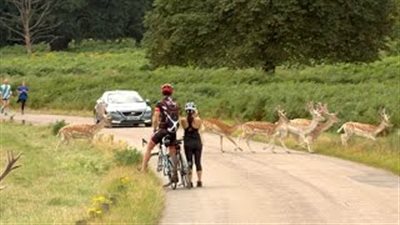 بالفيديو.. عبور الغزلان بطريق بريطاني خلال موسم التزاوج