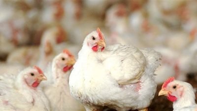 الدواجن تواصل الصعود وتقفز لـ26 جنيها للكيلو