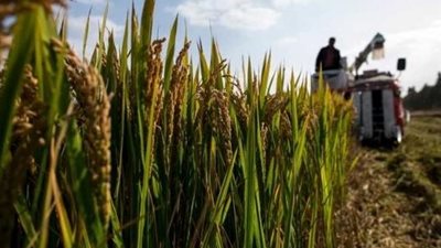 الري: لا تنازل عن تحصيل غرامات الأرز من المزارعين المخالفين