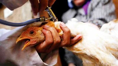 «غرفة القاهرة» تنفي حقن الدواجن بمواد تسبب الضعف الجنسي