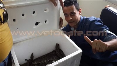 بالصور.. إحباط محاولة تهريب 20 تمساحا بجمرك السلوم