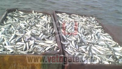 حمزة: مصر تستورد أسماكا بـ 20 مليار دولار سنويا