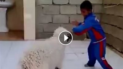 بالفيديو.. خروف يلقن طفلا «علقة ساخنة»