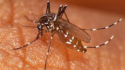 ننشر أسباب انتشار الملاريا وطرق الوقاية والعلاج منها.. المرض ينتقل من إنسان لآخر بسبب ارتفاع درجات الحرارة.. الانتفاضة والحمى والعرق والصداع والغثيان والقيء أبرز أعراضه.. وثلاث طرق لمقاومته