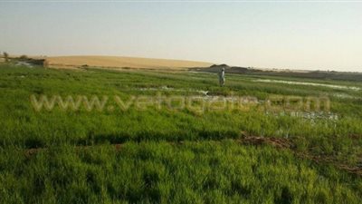 بالصور.. الوادي الجديد تتحدي الري وتزرع 3 آلاف فدان أرز (تقرير)