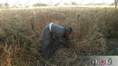 بالصور.. استياء مزارعي القليوبية لانخفاض إنتاجية محصول القمح