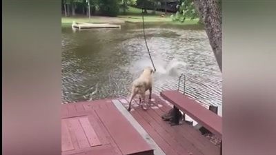 شاهد.. رد فعل كلبين لحظة غرق صاحبهما