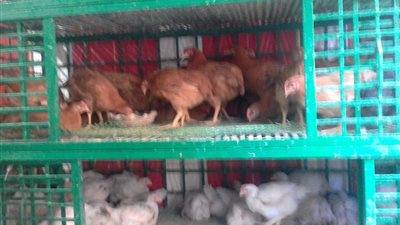 بالصور.. ارتفاع أسعار الفاكهة والدواجن بسوق سليمان جوهر