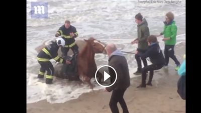 بالفيديو.. لحظة إنقاذ حصان من الغرق في الرمال المتحركة