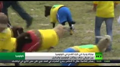 بالفيديو.. مباراة كرة قدم بين منتخبي «خراف» البرازيل وكولومبيا على هامش المونديال