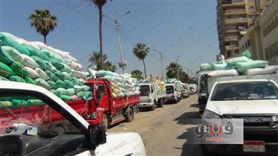 توريد 124 ألف طن قمح في الدقهلية