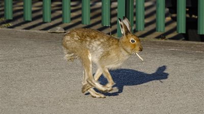 لقطات طريفة لأرنب يدخن السجائر