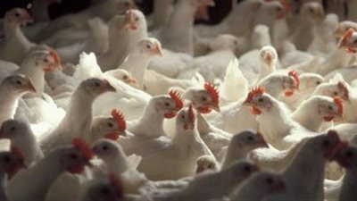 عضو بـ«الثروة الداجنة» يطالب بتفعيل حظر تداول الطيور الحية