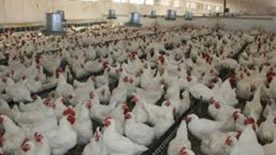 استقرار أسعار الدواجن في الأسواق.. والكيلو الأبيض يسجل 26 جنيها