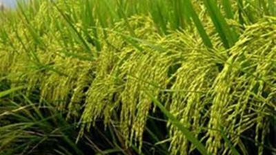 «زراعة القليوبية»: حصر 45 فدان أرز مخالف