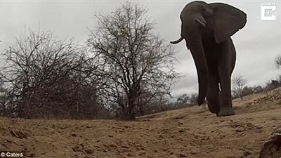 بالفيديو .. فيل يسرق كاميرا ويسير بها عدة أمتار