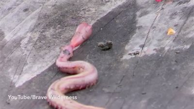 بالفيديو.. دودة سامة لديها أسنان معدنية