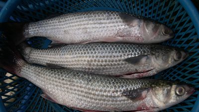 بروتوكول تعاون لزراعة أسماك البورى فى مصر