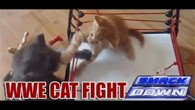 بالفيديو.. «خناقة» بين قطتين على طريقة «WWE»
