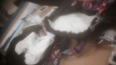 إحباط تهريب 3.6 كيلو كوكايين قادمة من بيرو داخل طرد شنط حريمي