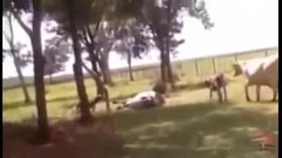 بالفيديو.. خروف يسقط عجلا أرضا بطريقة مروعة