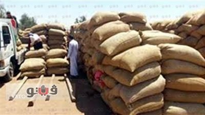 توريد 73 ألف طن قمح لصوامع قنا